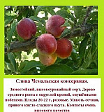 Саженцы плодово-ягодных, кол-во ограниченно Барнаул