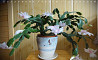 Schlumbergera Malissa White (декабрист белый) Санкт-Петербург