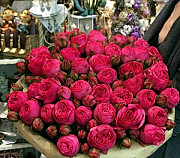Пионовидные розы цветы букеты Санкт-Петербург