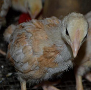 Мини-мясные палевые цыплята и яйцо Балахна