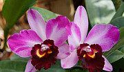 Орхидея Каттлея Pot. Summer Choice Самара