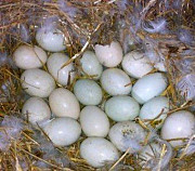 Инкубационное яйцо мускусной утки Новогорный