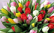Тюльпаны. Цветы на 8 марта Санкт-Петербург