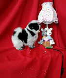 Белое и черное (Фен Шуй) собачки счастья и удачи Краснодар
