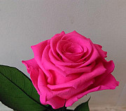 Вечная роза, цвет розовый, цена за штуку Санкт-Петербург