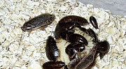 Обменяю кормовых тараканов на грызунов Хабаровск
