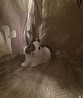 Спарим декоративного кролика Томск