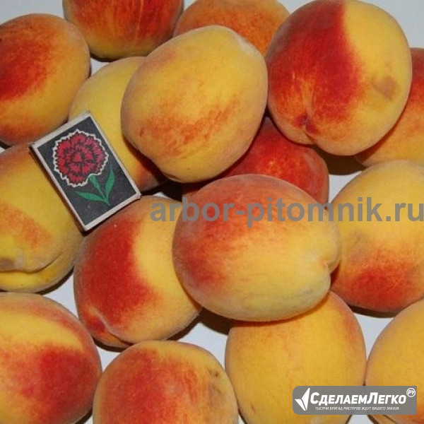 Саженцы персиков из питомника в Подмосковье Москва - изображение 1