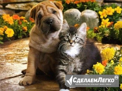 Предлагаю услуги-ветеринар к Вам на дом Санкт-Петербург - изображение 1
