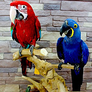 Продажа птенцов элитных попугаев по самым выгодным ценам в Москве Москва