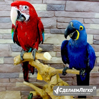 Продажа птенцов элитных попугаев по самым выгодным ценам в Москве Москва - изображение 1