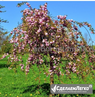 Питомник растений предлагает саженцы ЗКС с доставкой и посадкой Москва - изображение 1