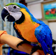 Сине желтый ара (ara ararauna) - абсолютно ручные птенцы из питомника Москва