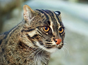 Вивверовая кошка Калуга