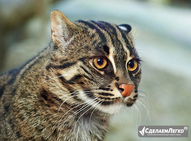 Вивверовая кошка Калуга - изображение 1
