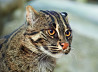 Вивверовая кошка Тула