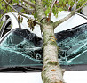 Услуги юриста при падении дерева на автомобиль Санкт-Петербург
