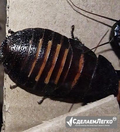Мадагаскарские тараканы шипящие Екатеринбург - изображение 1