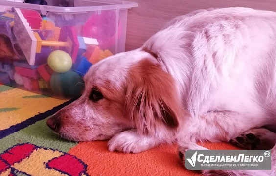 Супер собака кобель Жора 5 лет Екатеринбург - изображение 1