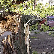 Услуги юриста при падении дерева на автомобиль Казань
