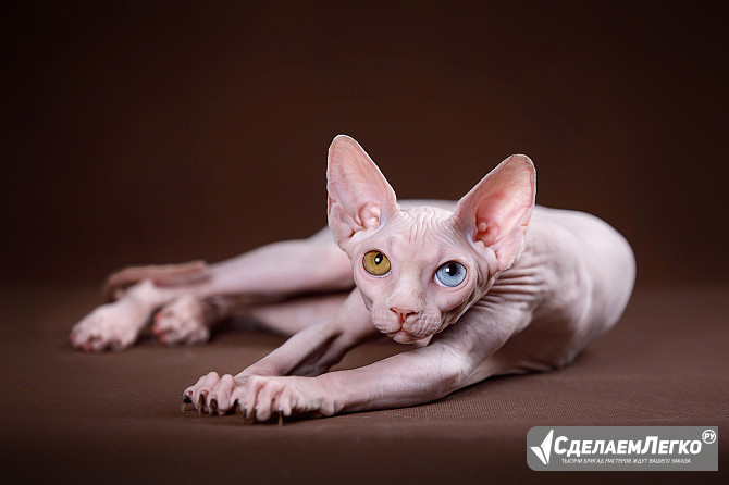 Королевская особа-Эльф, бамбино, сфинкс кошка Нижний Новгород - изображение 1