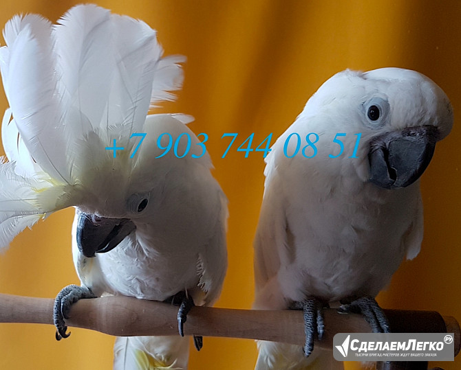 Белохохлый какаду (Cacatua alba) ручные птенцы из питомника Москва - изображение 1