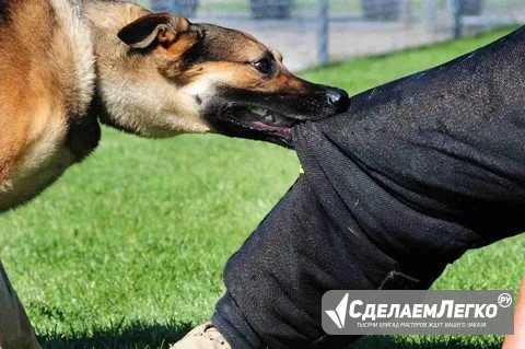 Услуги юриста при укусе собаки в Екатеринбурге Екатеринбург - изображение 1