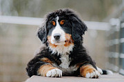 Bernese Mountain Dog от заводчика Коломна