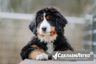 Bernese Mountain Dog от заводчика Коломна - изображение 1