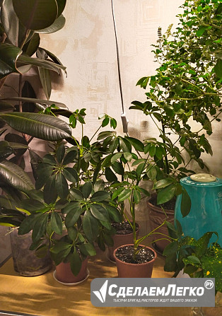 Шеффлера, цветок комнатный в горшке, шефлера. Москва - изображение 1