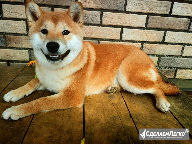 Щенок Сиба мальчик Москва - изображение 1