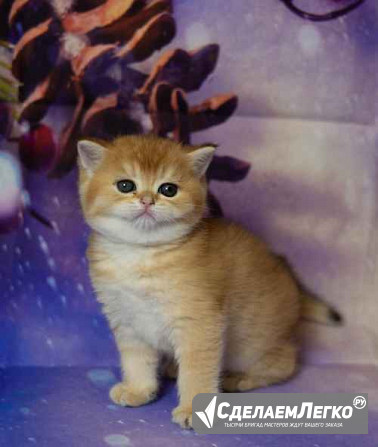 Британские котята разных окрасов Питомник. Москва. Москва - изображение 1