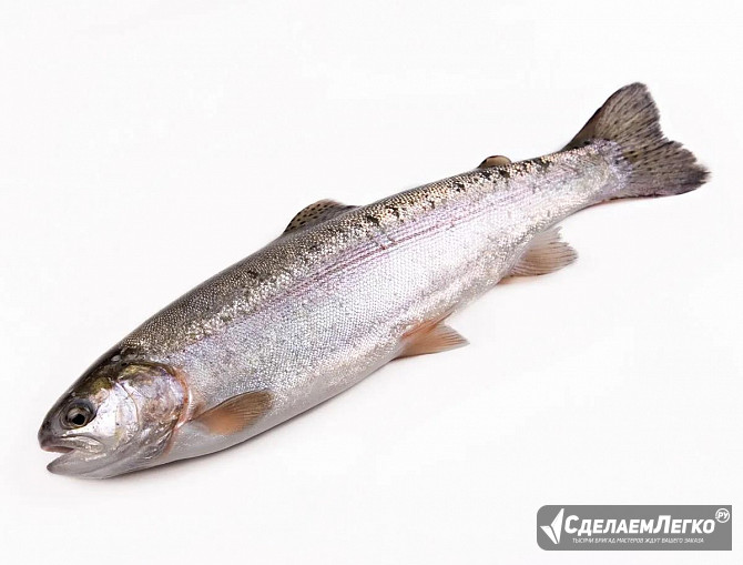 Купить форель (товарная рыба) Москва - изображение 1