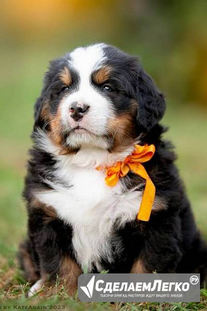 Щенки бернского зенненхунда от заводчика Коломна - изображение 1