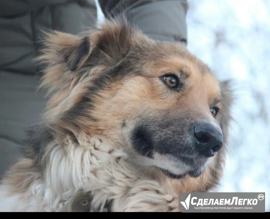 Отдам собачку бесплатно Санкт-Петербург - изображение 1
