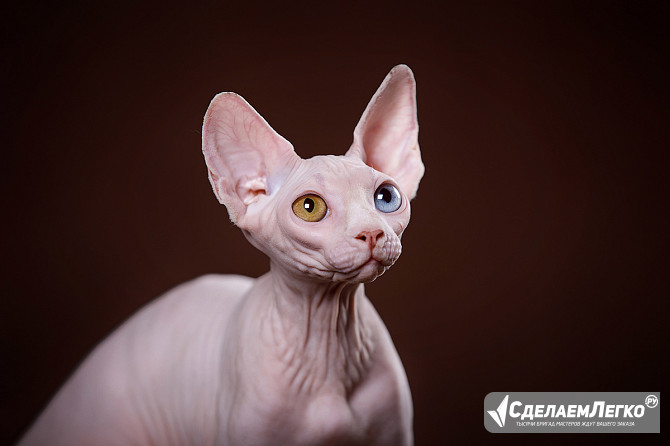 Суперпозитивчики породы Эльф, бамбино, Двэльф, канадский сфинкс. Екатеринбург - изображение 1