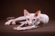 Нежный котёнок Эльф, бамбино, канадский сфинкс из доброй сказки. Москва