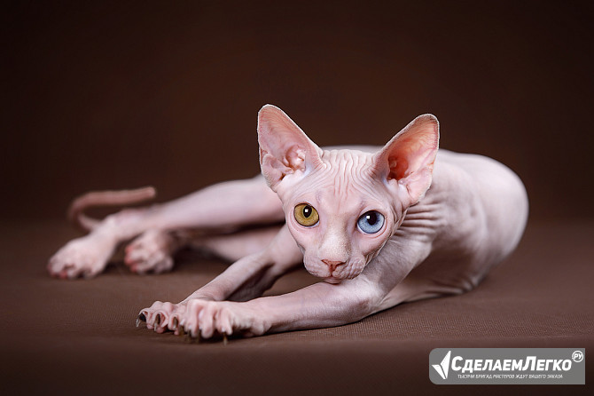 Нежный котёнок Эльф, бамбино, канадский сфинкс из доброй сказки. Москва - изображение 1