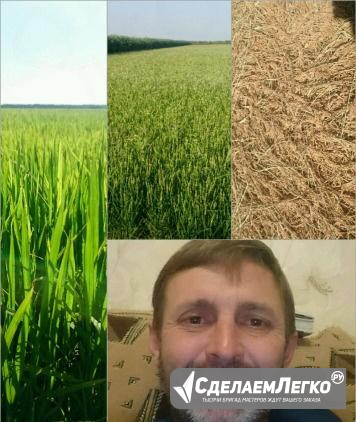 Поливальщик рисовых чеков, помощник агронома. Агро Славянск-на-Кубани - изображение 1