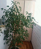 Комнатные растения Саратов