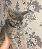 Отдам котят в хорошие руки Москва