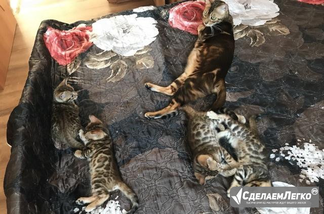 Бенгальские котята Петропавловск-Камчатский - изображение 1
