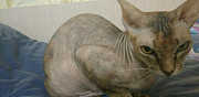 Продам кошку канадского сфинкса Кемерово