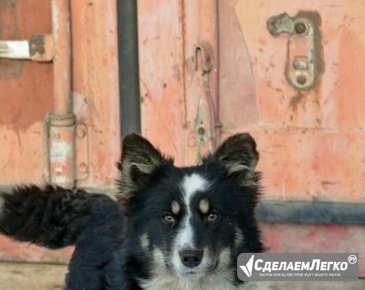 Габби собака для души Красноярск - изображение 1