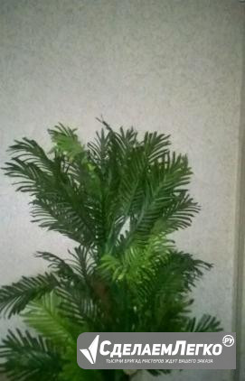 Продам исскуственную пальму Новосибирск - изображение 1