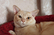 Бурманский кот Красноярск