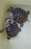 Черепахи Абакан