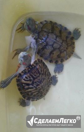 Черепахи Абакан - изображение 1