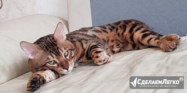Продам бенгальского кота Екатеринбург - изображение 1