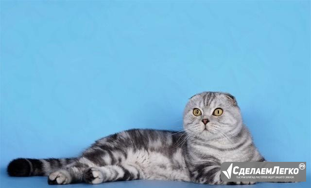 Котик на вязку Уфа - изображение 1